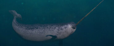 a narwhal underwater