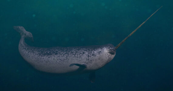 a narwhal underwater