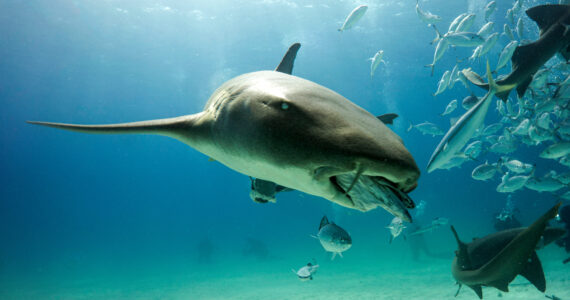 a nurse shark feeding on fish in the ocean