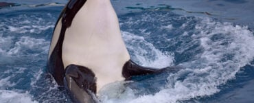 an orca swimming in the ocean