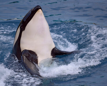 an orca swimming in the ocean