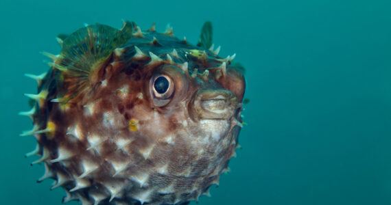 an inflated pufferfish underwater