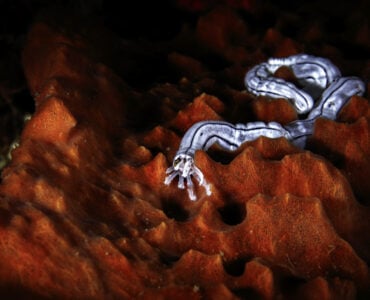 a ribbon worm swimming underwater