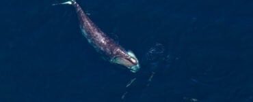 a north atlantic right whale in the ocean
