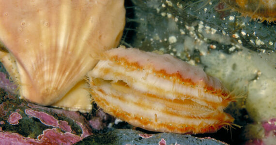 a scallop underwater