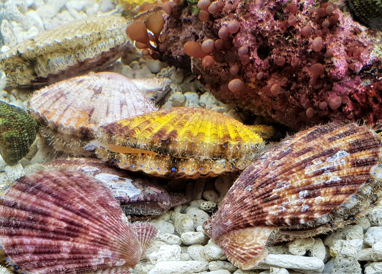 Shell Vs Clam The Difference Between a Scallop and a Clam