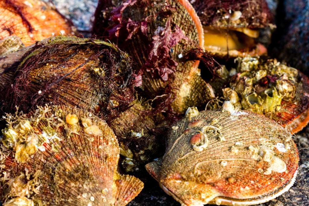 barnacle covered scallops