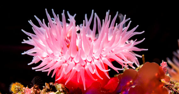 a beautiful red sea anemone