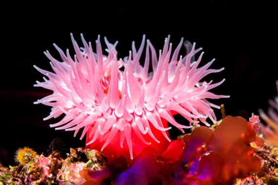A Guide to How Dangerous Sea Anemones Are
