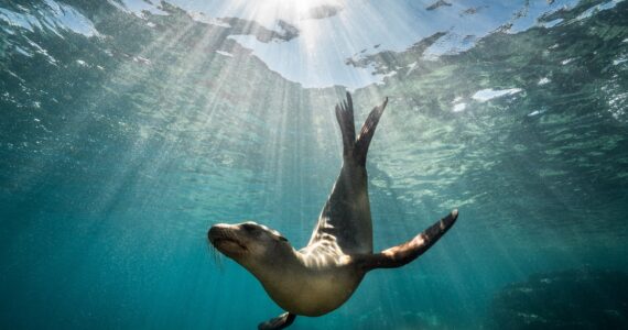 a sea lion simming underwater
