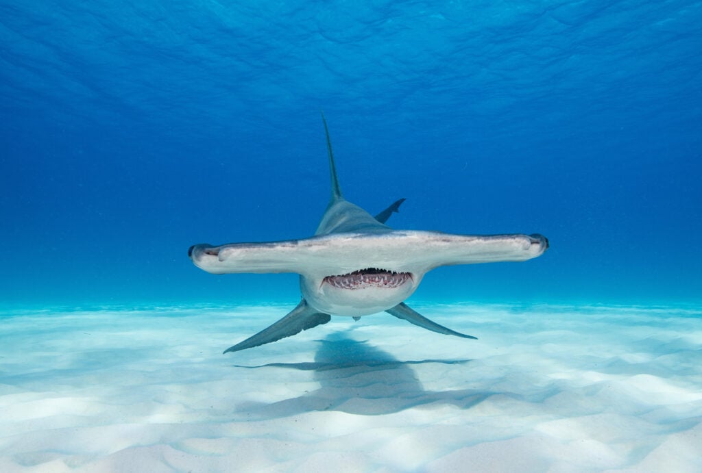 a hammerhead shark swimming above the seafloor