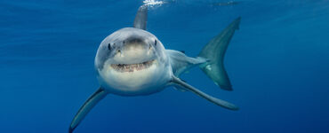 a great white shark underwater