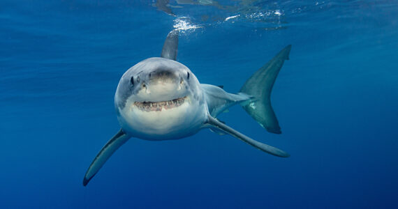 a great white shark underwater