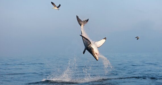 great white shark upside down in the air