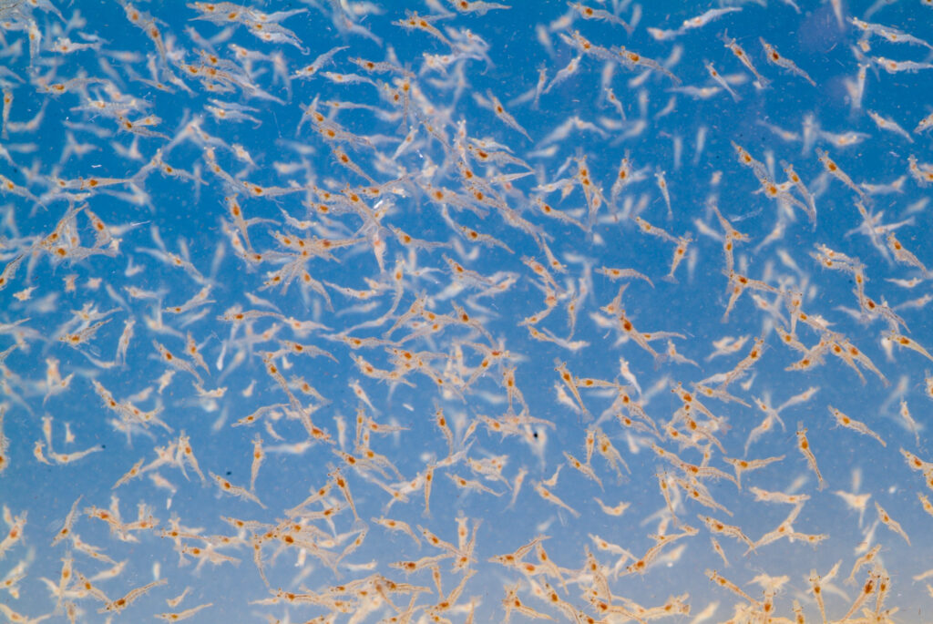 school of shrimp swimming in the ocean
