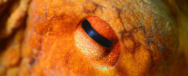 close up of an octopus eye