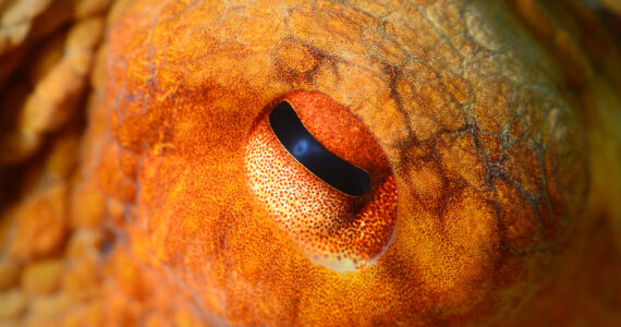 close up of an octopus eye