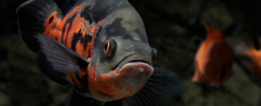 an oscar fish in a tank