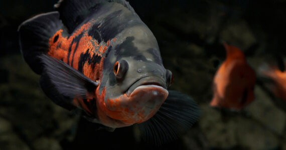 an oscar fish in a tank