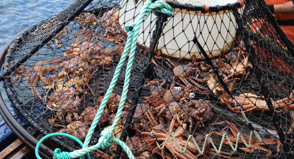 pot full of snow crabs