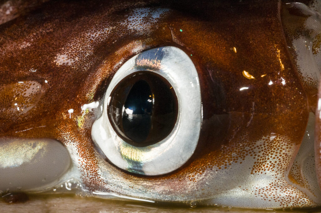 Squid With Largest Eye