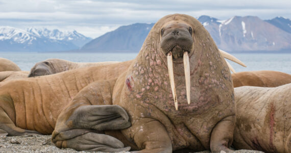 a massive walrus