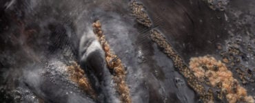 lice infestation on a whale