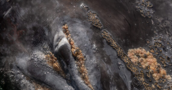 lice infestation on a whale