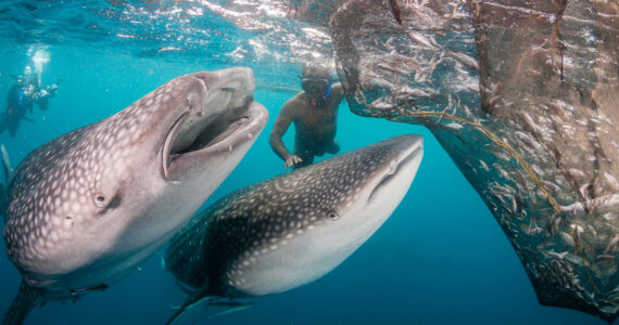 whale sharks trying to get food out of a fishing net