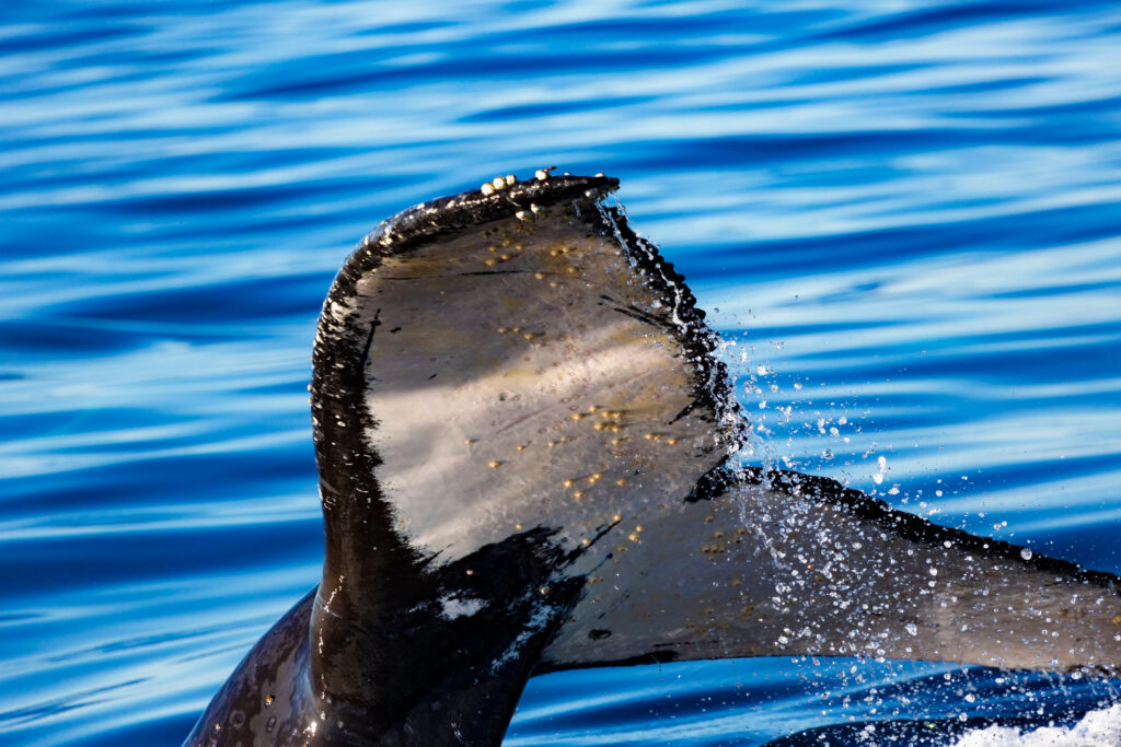 a whale's taiul with sea lice