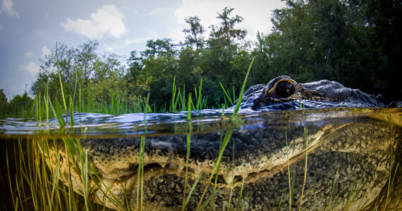 an alligator's head in the water