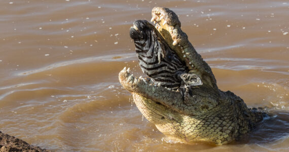 a crocodile eating a zebra's head