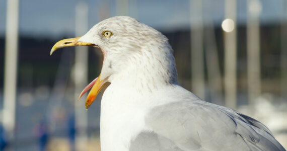 a seagull squaking