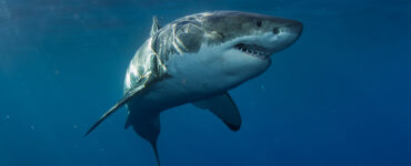 a massive great white shark in the ocean