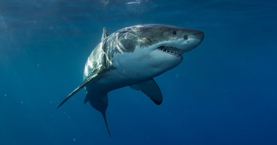 a massive great white shark in the ocean