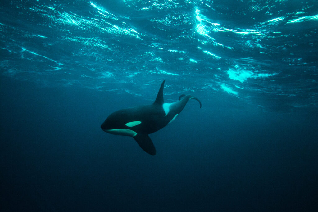 a killer whale swimming underwater