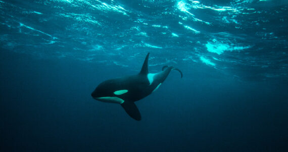 a killer whale swimming underwater