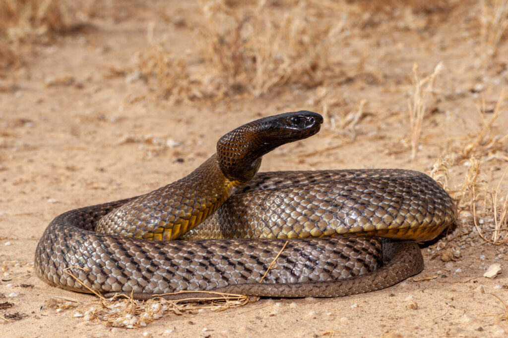 an inland taipan in a coil on the ground