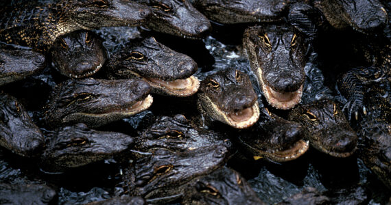 swarm of aligators in a river