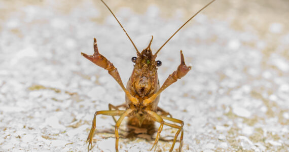a crawfish with its claws up in the air