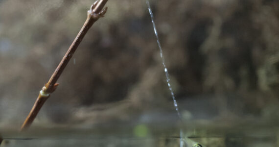 archerfish shooting water at a bug