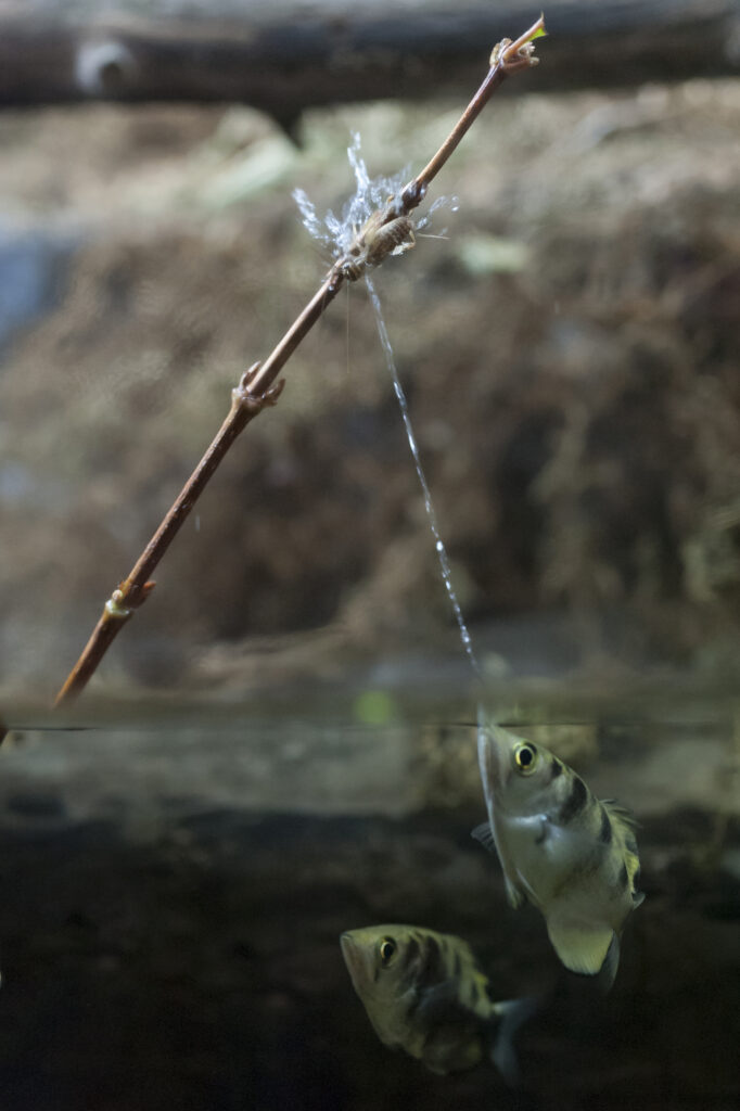 archerfish shooting water at a bug