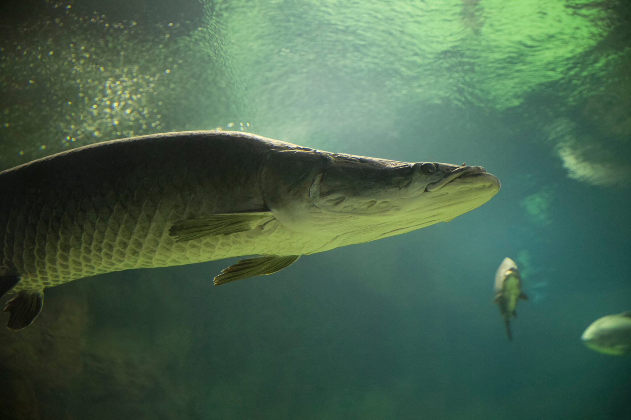 Amazon Fish Biig The Biggest Fish in the Amazon River