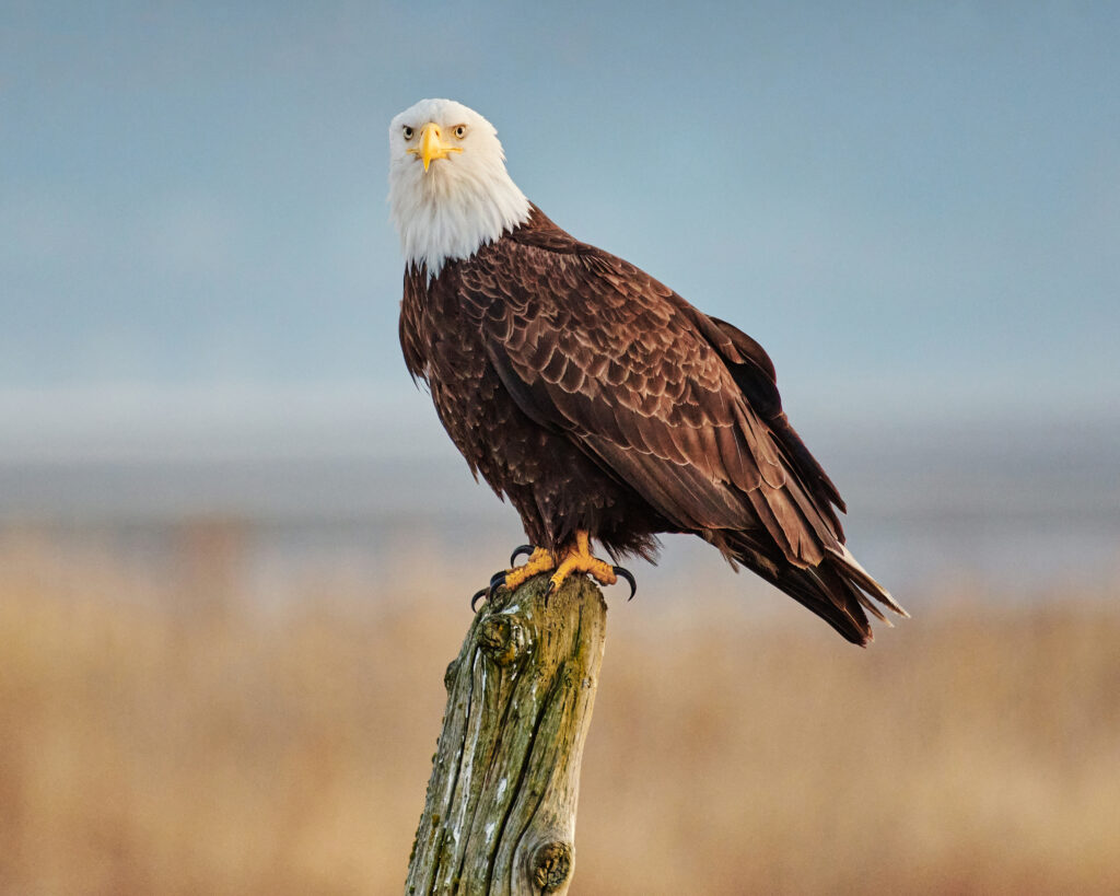 bald eagle perched