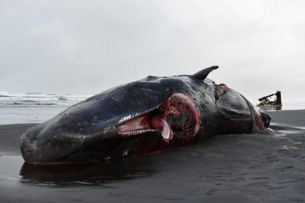 a beached whale