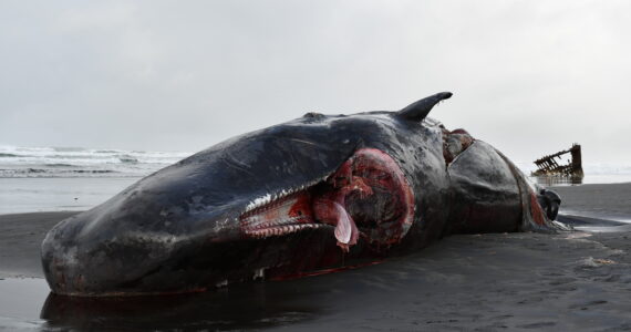 a beached whale