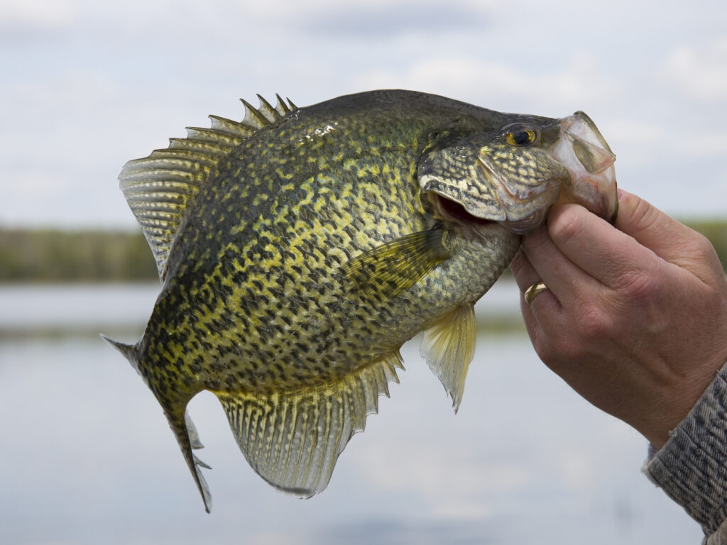 person holding an enormous crappie fish