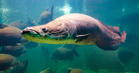 close up of an arapaima swimming