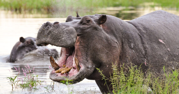 an enormous hippo grazing