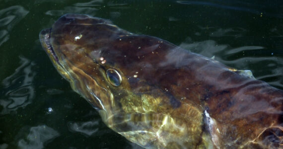 top view of a giant muskellunge in the water